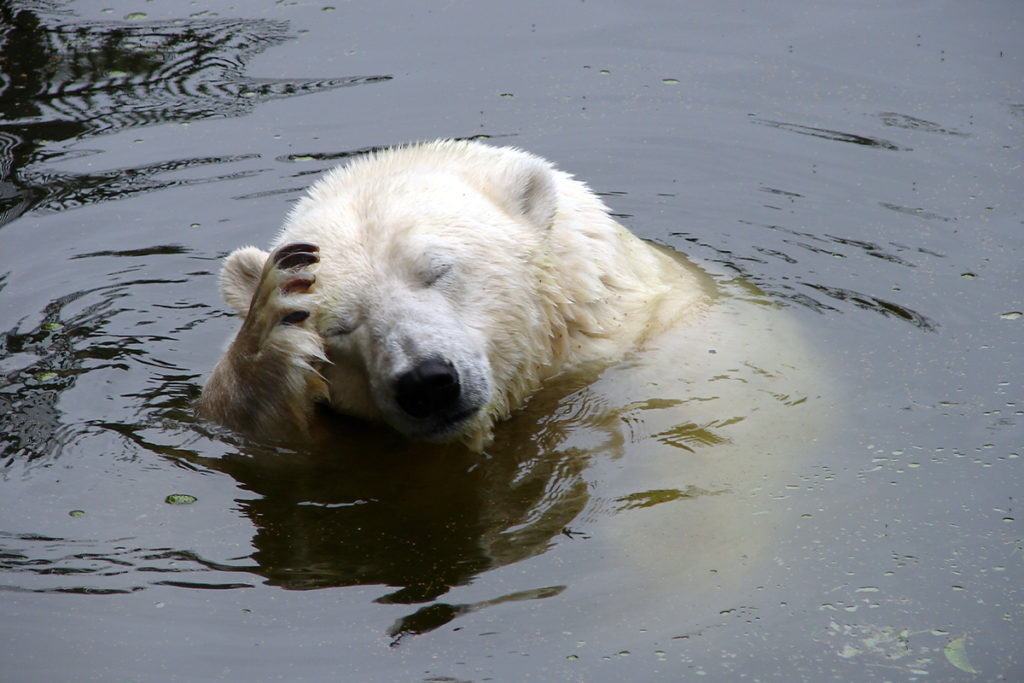 artikus urso polar