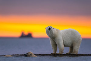 artikus urso polar