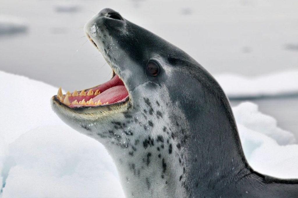 artikus foca leopardo dentes