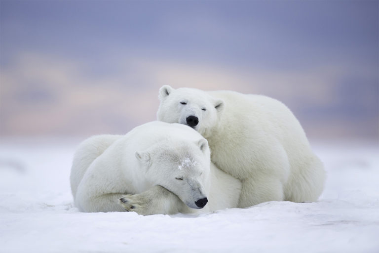 artikus urso polar